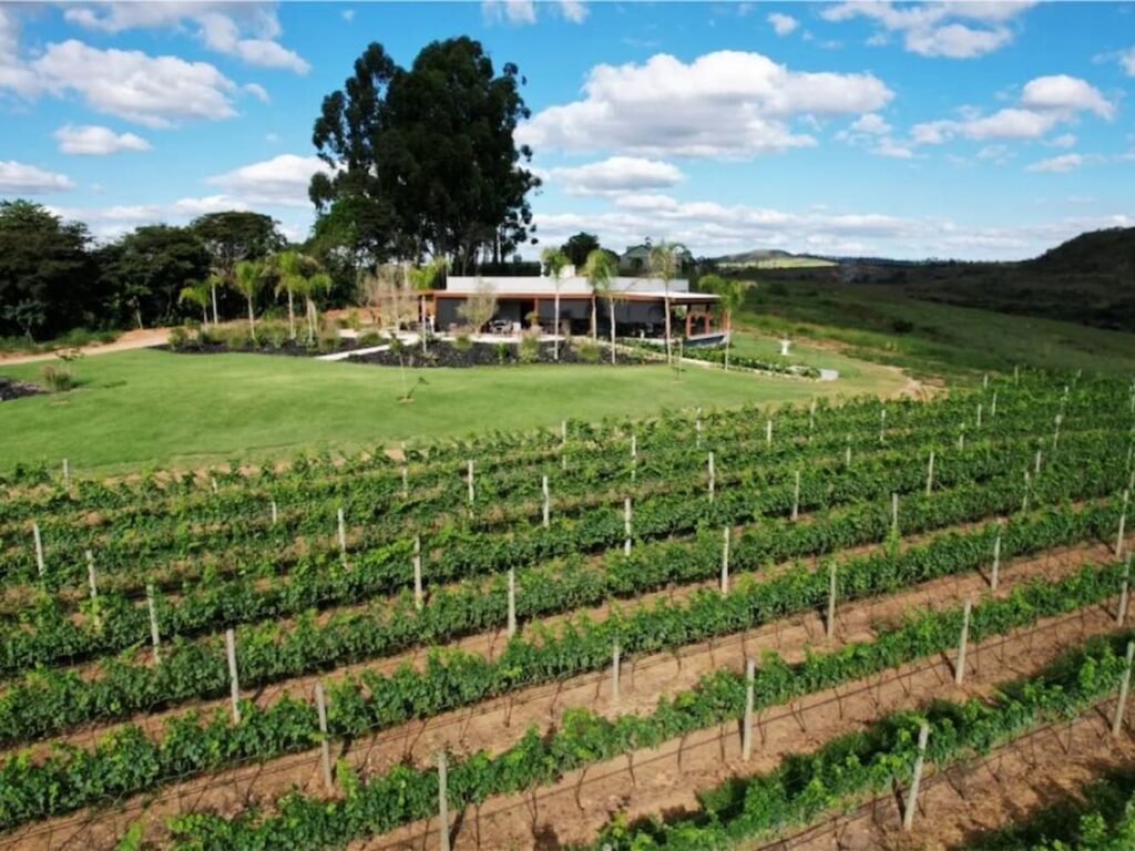 Vinhedo da Vinícola Mil Vidas e suas platanções de uva